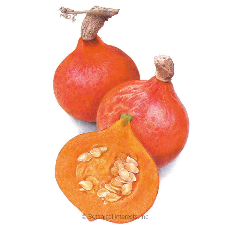 Red Kuri Winter Squash Seeds